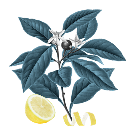 Lemon Peel Illustration