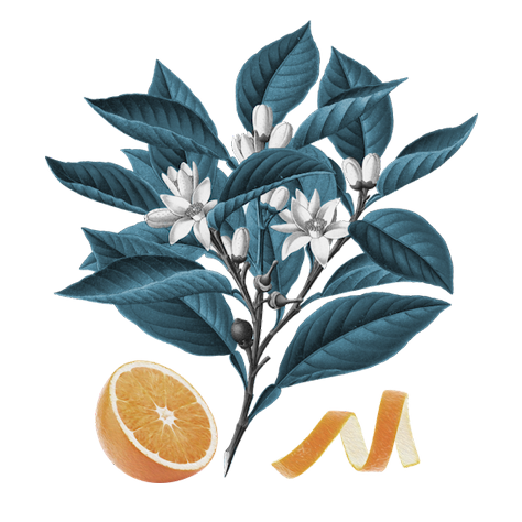 Orange Peel Illustration