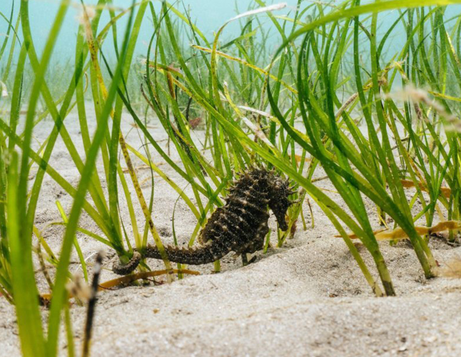 Seahorse in seagrass